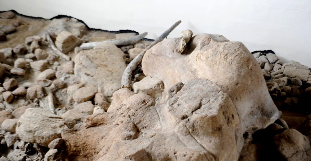 Resti di elefante antico nel deposito Pleistocenico di Casal de’ Pazzi
