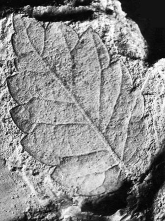 Fossile di foglia di Zelkova crenata