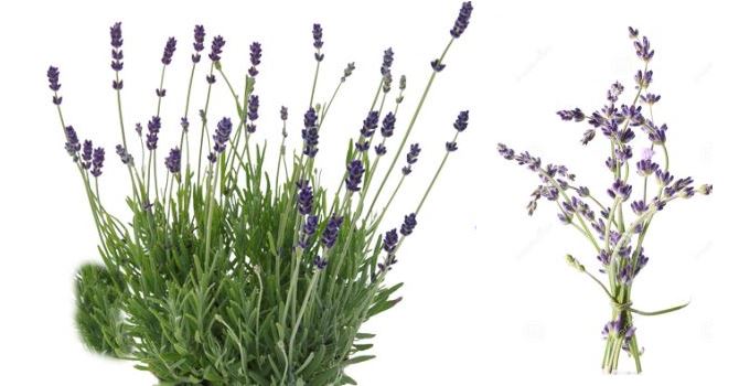 Lavanda (Lavandula angustifolia)