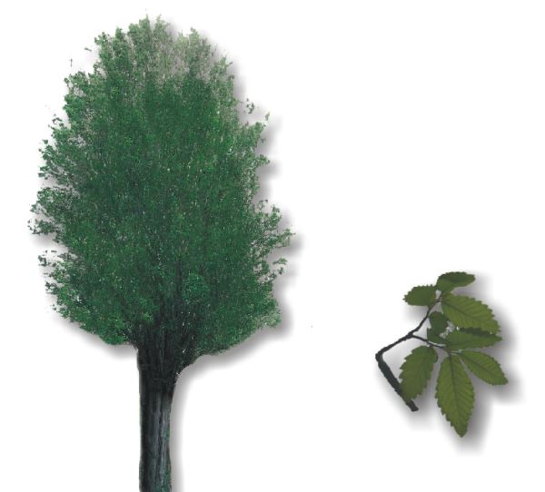 ZELKOVA CRENATA (Zelkova carpinifolia)