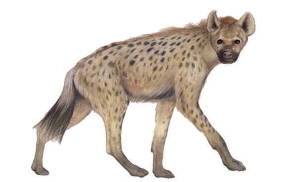 Iena (Hyaena crocuta)
