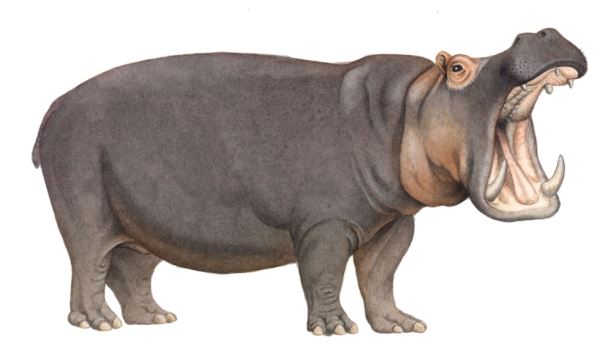 Ippopotamo (Hippopotamus anphibius)