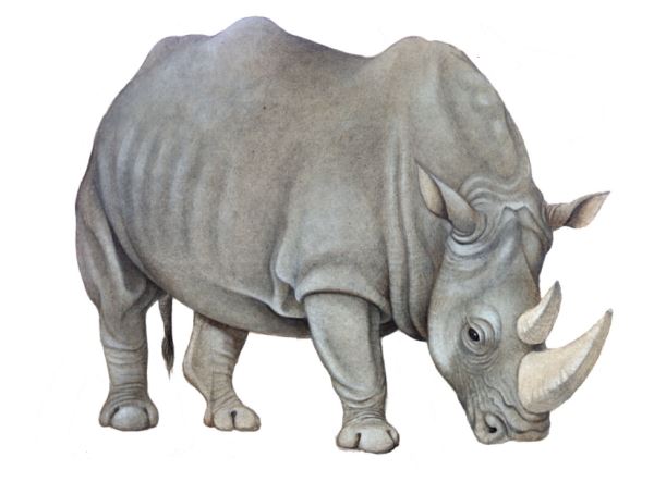 Rinoceronte (Stephanorhinus sp.)