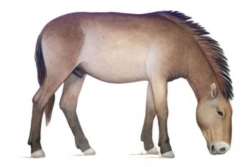 Cavallo (Equus sp.)